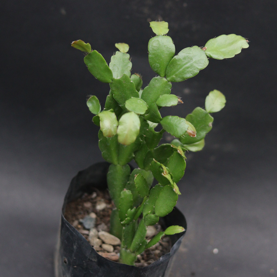 Potted Christmas Cactus with vibrant pink blooms, ideal for holiday decor