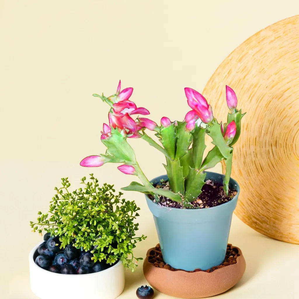 Christmas Cactus with vibrant pink blooms, elegantly displayed in a decorative pot. This unique cactus plant brings a festive touch to indoor gardens with its colorful flowers and lush green segments. Perfect for adding a cheerful and exotic element to any plant collection. Discover more indoor cactus plants at Plant Orbit.