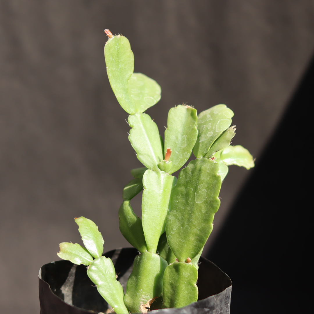 Close-up of Christmas Cactus Pink a stunning cactus plant for home or office