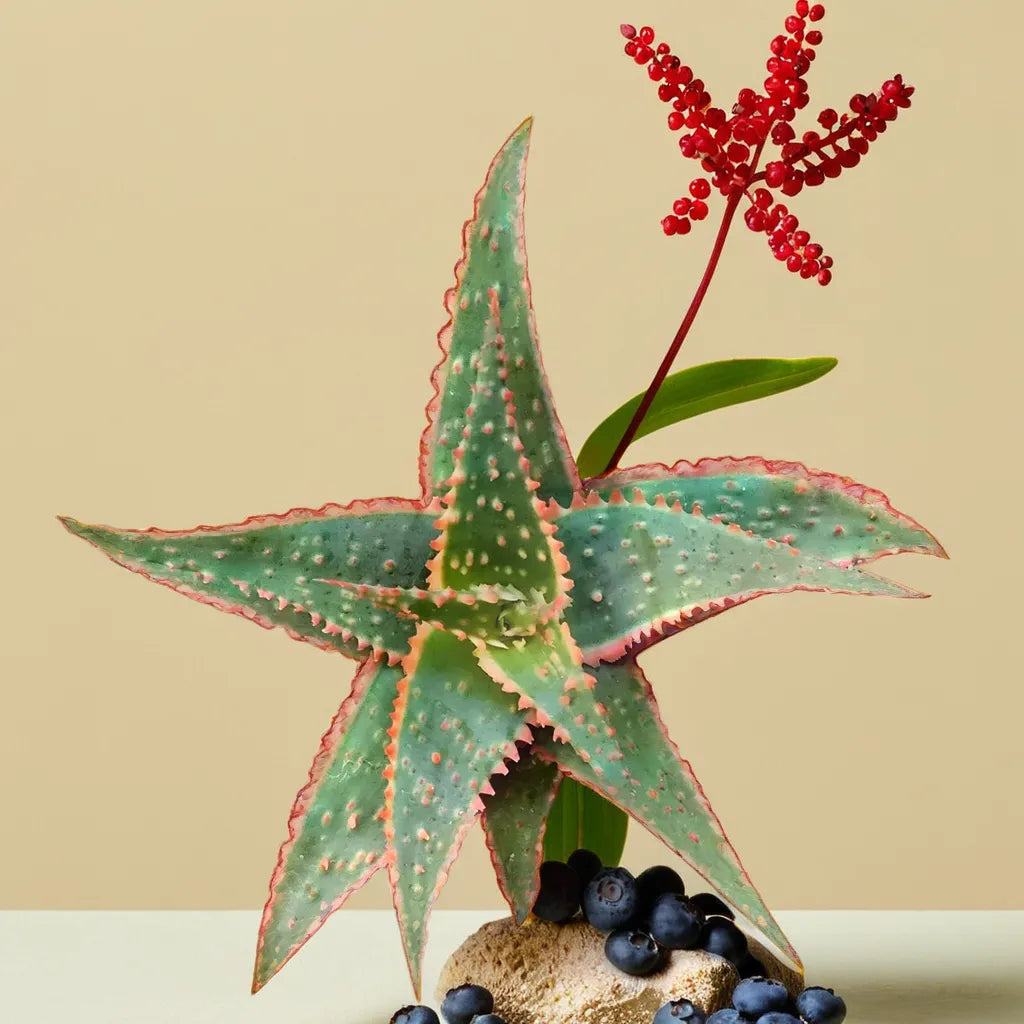 Christmas Carol Aloe succulent with red-edged green leaves, ideal for festive indoor decor.