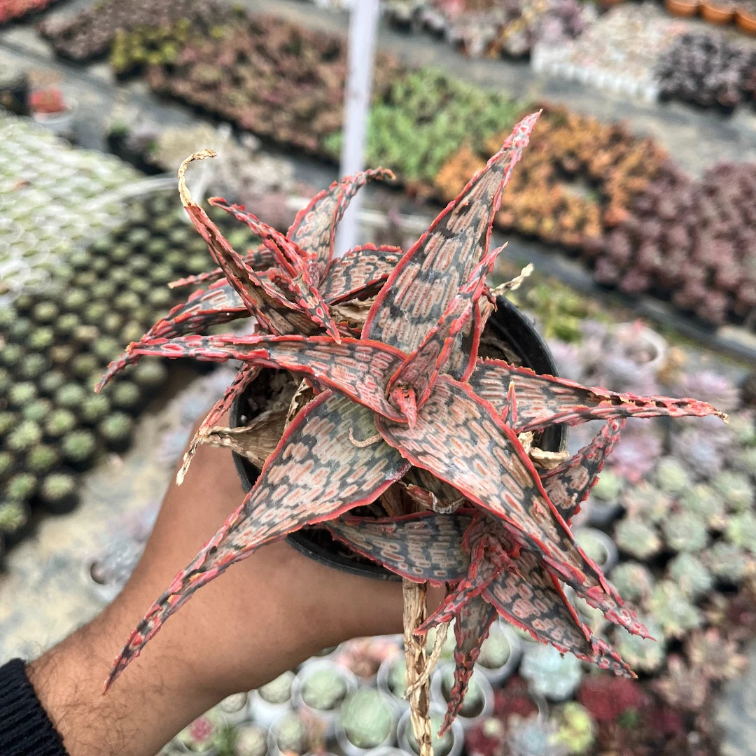 Christmas Carol Aloe plant with pointed green leaves featuring intricate pink-red markings and red edges, growing in a black pot and held by a person at a plant nursery.