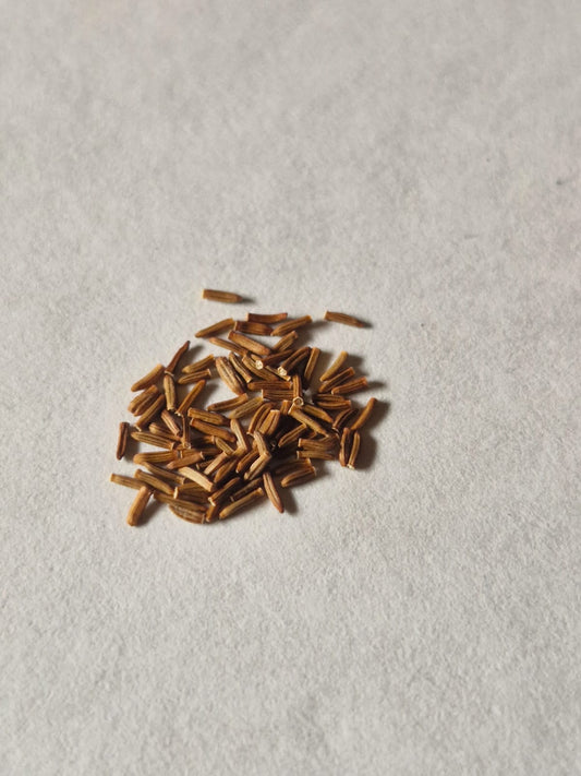 Cineraria Silver Dust Hybrid Seeds