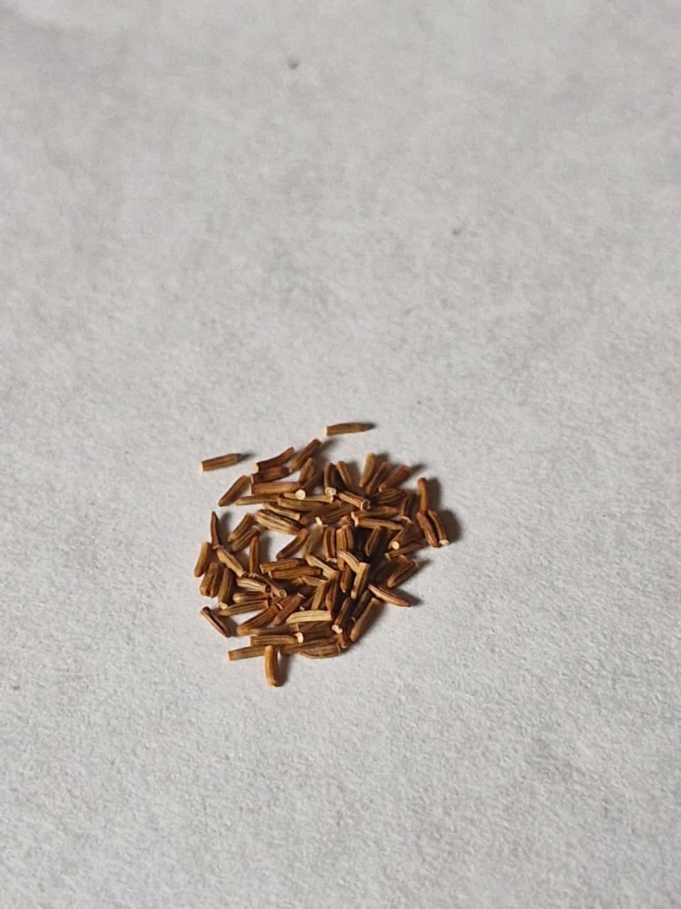 Cineraria Silver Dust Hybrid Seeds