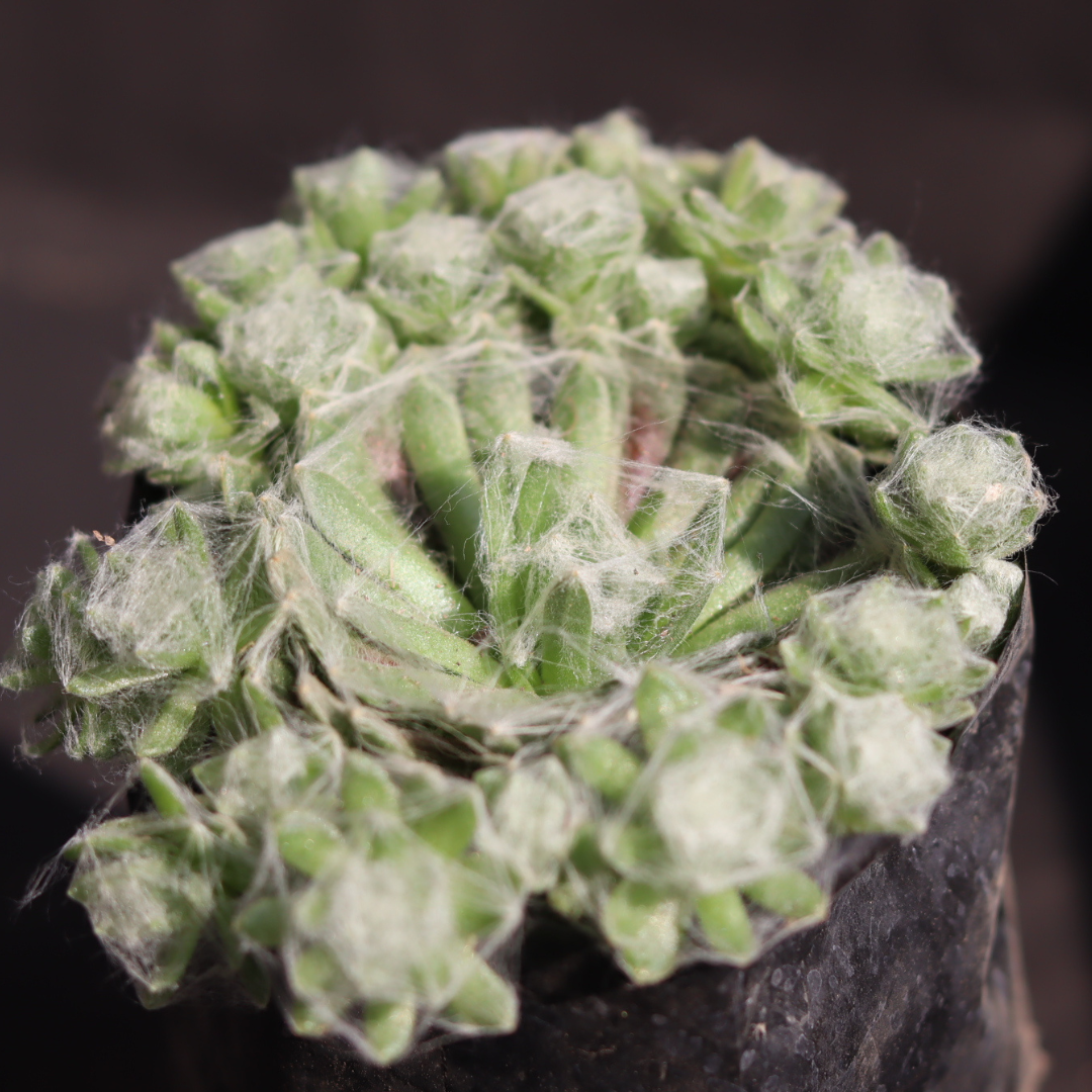 Close-up of Cobweb Succulent showcasing its intricate, spider-web appearance.