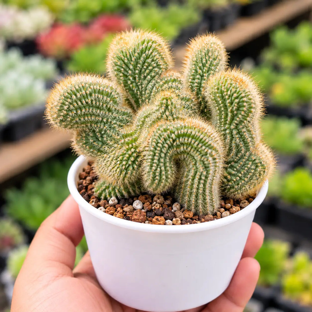 Colademononis Cristata Cactus (Bare Rooted)