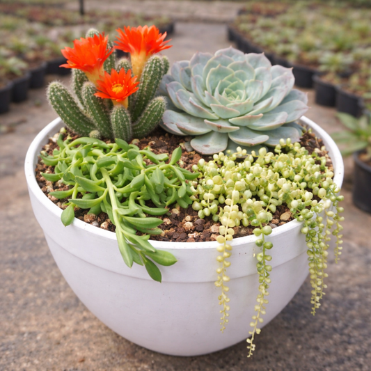 Combo D11 / Succulent & Cactus Home Accent Set