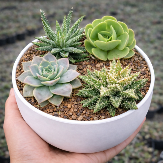 Combo D17 / Succulent & Aloe Pot Plant Combo
