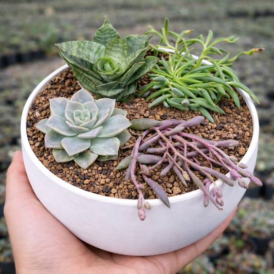 Combo D19 / Space-Saving Pot & Hanging Plant Combo