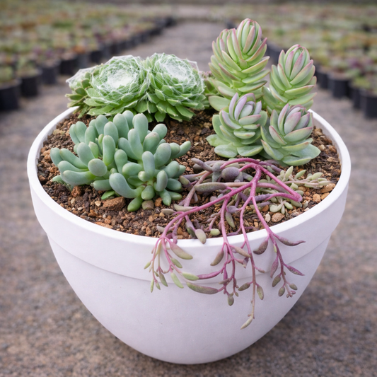 Combo D20 / Hardy Drought-Tolerant Succulent Set