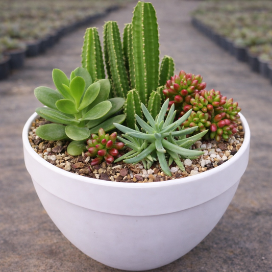 Combo D24 / Low-Water Hardy Plant Combo