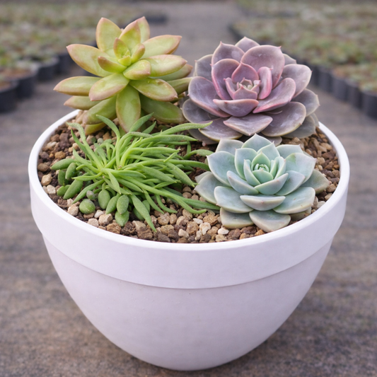 Combo D27 /Hardy Succulent & Trailing Plant Combo