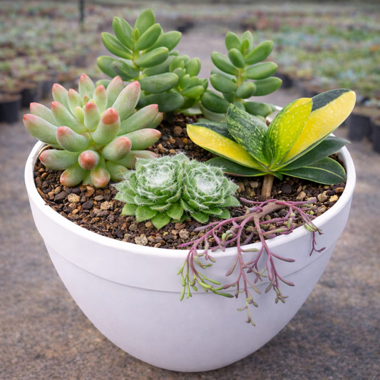 Combo D30 / Succulent Combo with Gasteria Plant