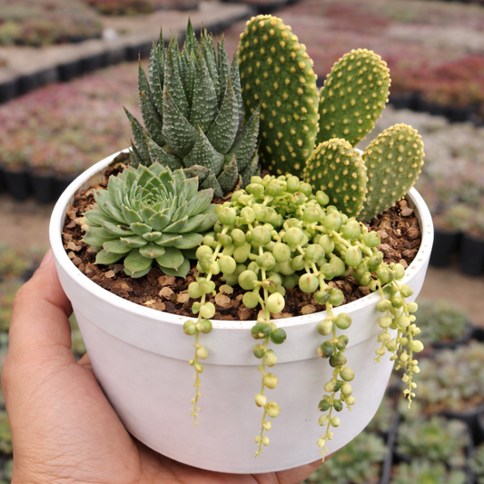 Combo D39 / Mixed Textured Succulent & Cactus Set