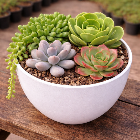 Combo D42 / Trailing & Rosette Succulent Set