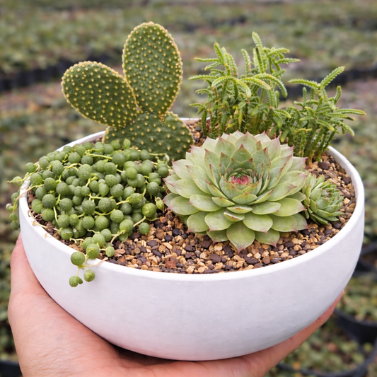 Combo D4 / Low-Water Cactus & Succulent Combo