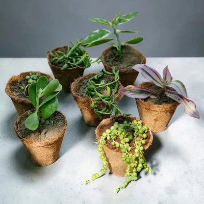 Succulent Combo – Set of 7 Live Succulent Plants by Plant Orbit