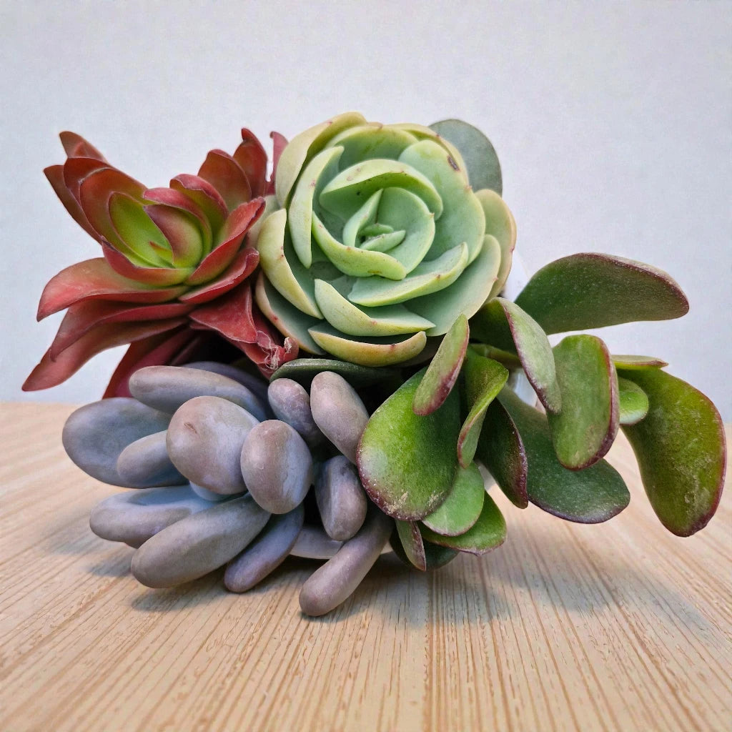 Combo A4 / Indoor Low Maintenance Succulent Combo