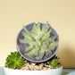 Conophytum succulent plant in a white ceramic pot, showcasing its stone-like leaves