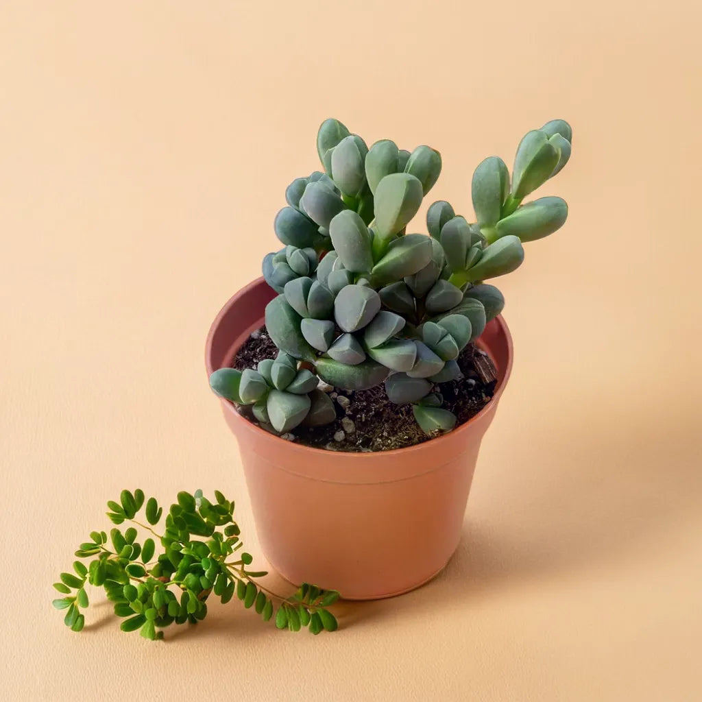 Chunky Corpuscularia Lehmannii succulent with thick, square-like leaves, perfect for adding a modern touch to indoor decor