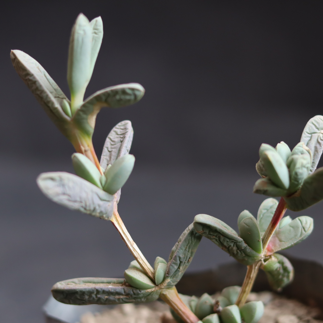 Distinctive Corpuscularia Lehmannii succulent, featuring plump, angular leaves in a lush green hue.