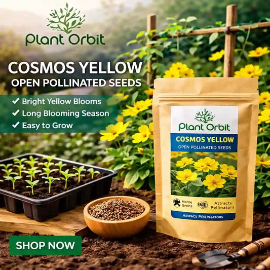 Cosmos Yellow Open Pollinated Seeds