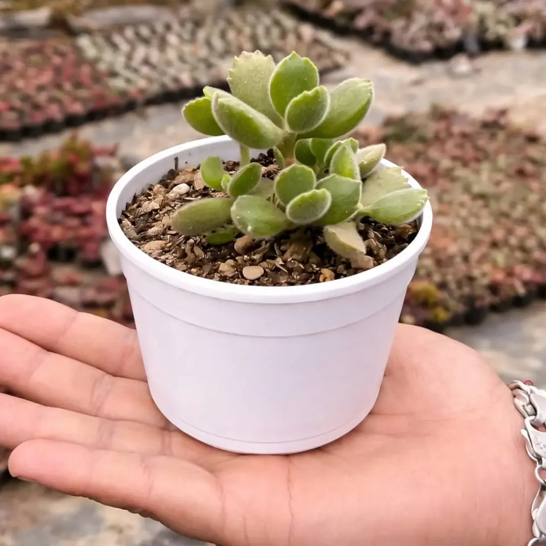 Cotyledon Tomentosa (Bear’s Paw) succulent with fuzzy, rounded green leaves and distinctive toothed leaf tips, growing in a white pot.