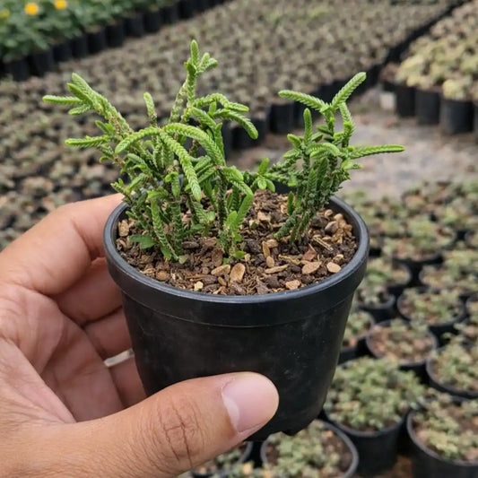 Crassula Muscosa (Bare Rooted)