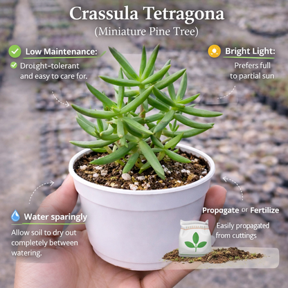 Succulent Combo A12- Set of 8 Live Succulent Plants by Plant Orbit