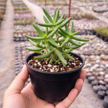 Crassula Tetragona (Bare Rooted)