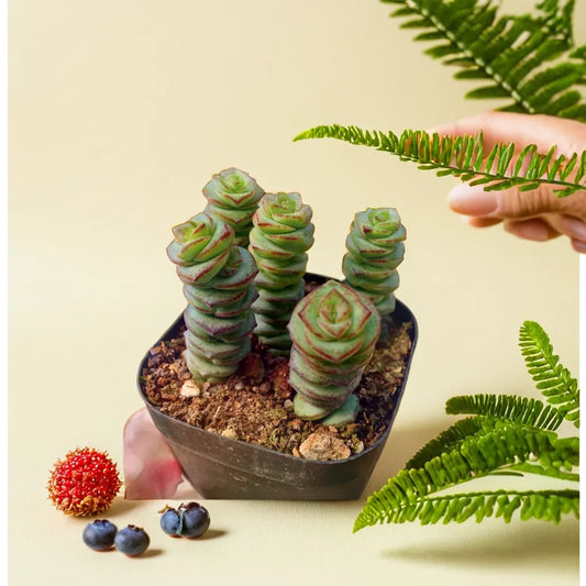 Crassula Baby Necklace Succulent in a small pot, showcasing its unique stacked leaves and compact shape