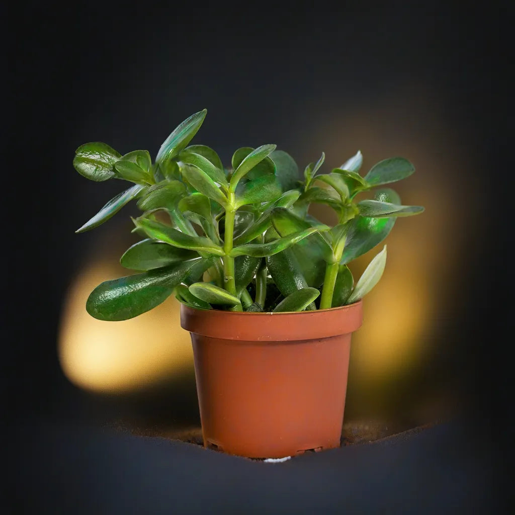 Potted Crassula Jade plant, a popular succulent choice for home or office decor.