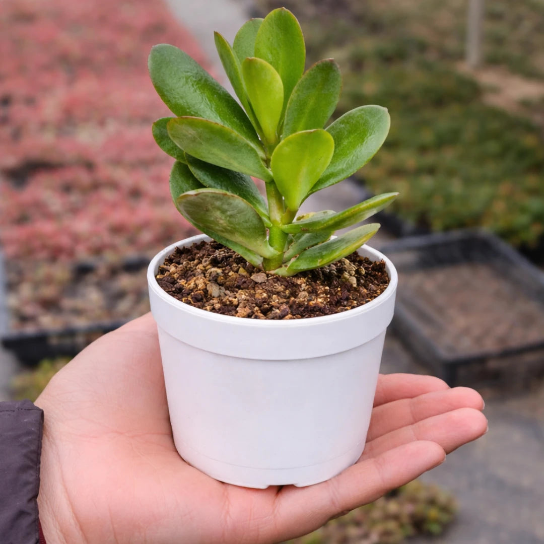 Crassula Jade Plant with thick, oval-shaped green succulent leaves growing in a white pot