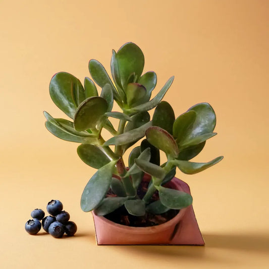 Crassula Jade plant with thick, round green leaves, known as a symbol of luck and prosperity.