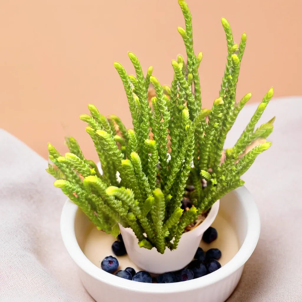 Crassula Muscosa succulent plant with intricate, stacked green leaves, 