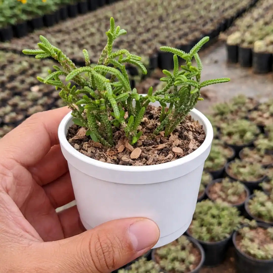 Crassula Muscosa Watch Chain succulent with slender upright stems covered in tightly stacked bright green leaves growing in a white pot