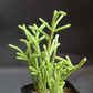 Close-up of Crassula Muscosa showing its unique, densely stacked foliage.