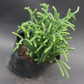 Discounted Crassula Muscosa succulent, known for its distinctive, textured leaves.