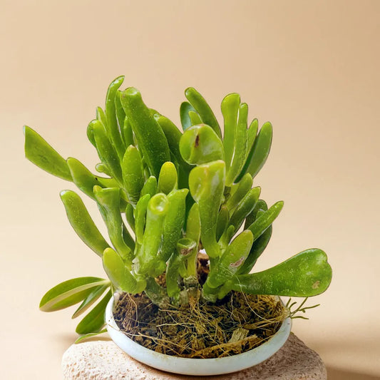 Crassula Ovata 'Gollum' in a ceramic pot, highlighting its vibrant green and red-tipped leaves