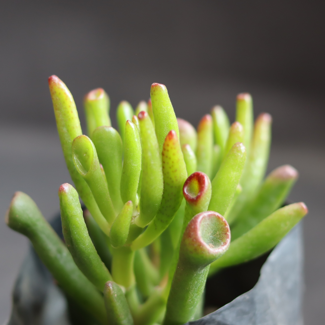 Close-up of Crassula Ovata 'Gollum' succulent plant with unique tubular leaves