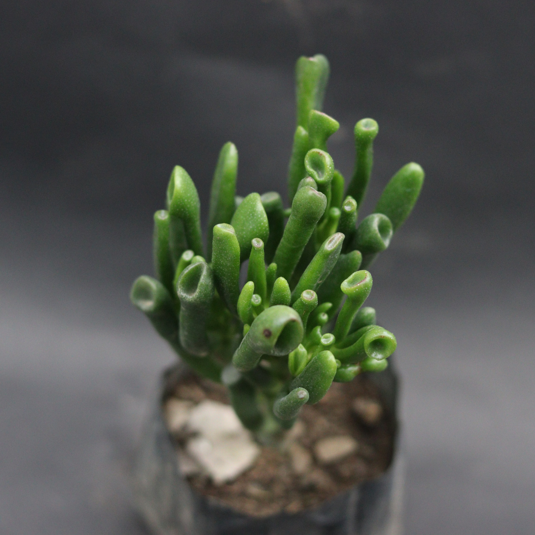 Top view of Crassula Ovata 'Gollum' succulent plant with thick, tubular foliage