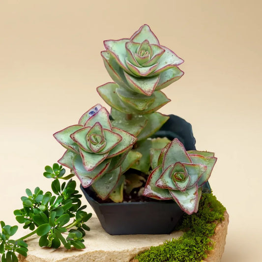 Crassula Perforata succulent in a pot, displaying its unique stacked leaf pattern