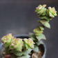 Close-up of Crassula Perforata succulent plant with stacked, geometric leaves