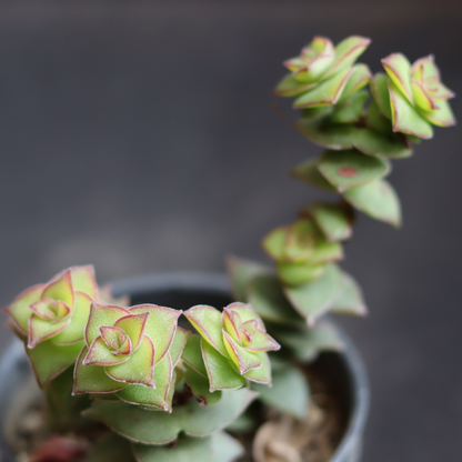 Close-up of Crassula Perforata succulent plant with stacked, geometric leaves