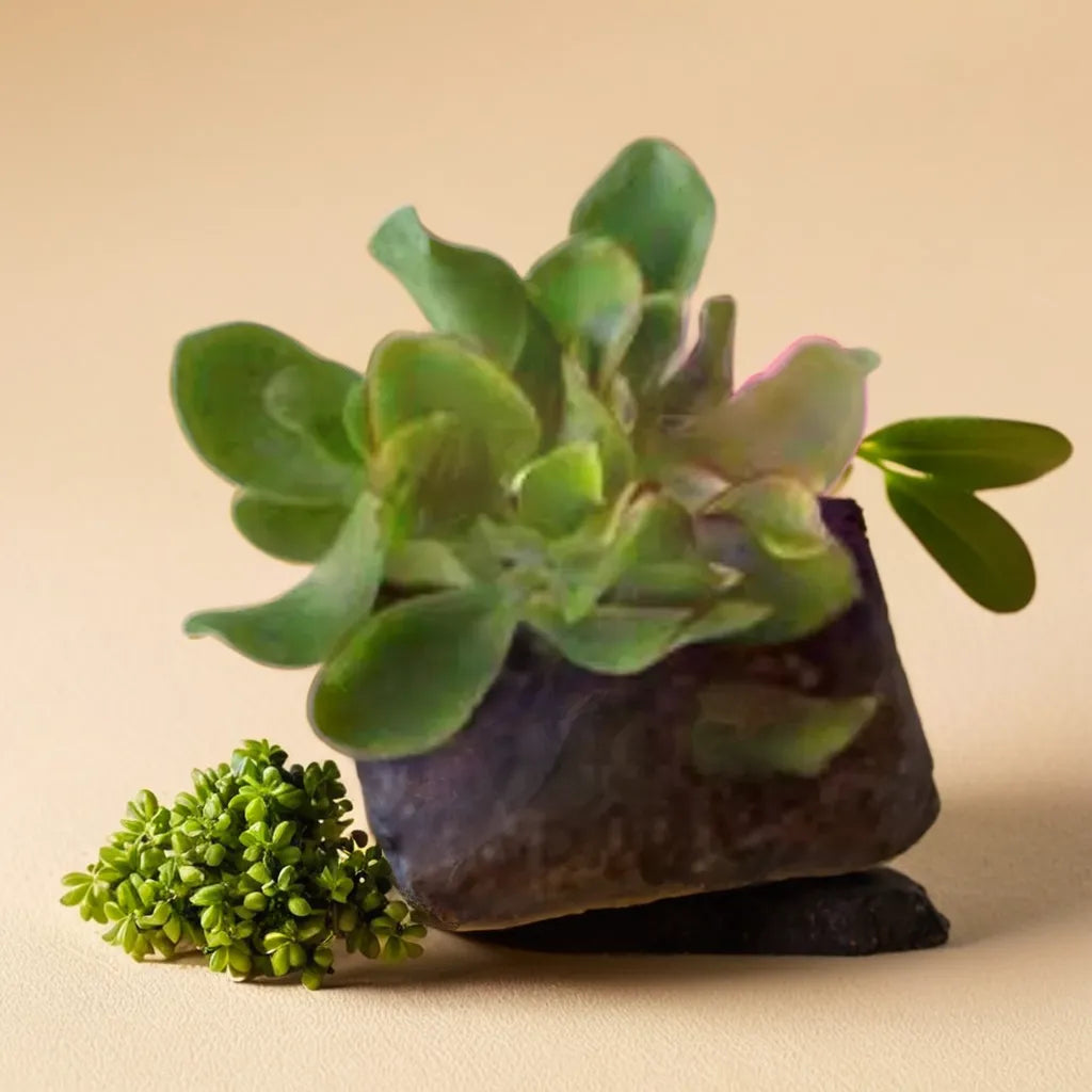 Close-up of Crassula Ruffles Jade succulent plant with thick, ruffled green leaves in a decorative arrangement beside small green buds, set against a beige background.