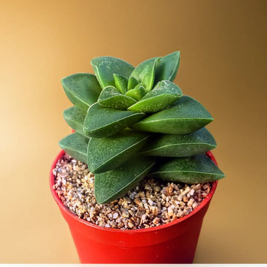 Low-maintenance Crassula Springtime succulent, known for its dense, compact green leaves.