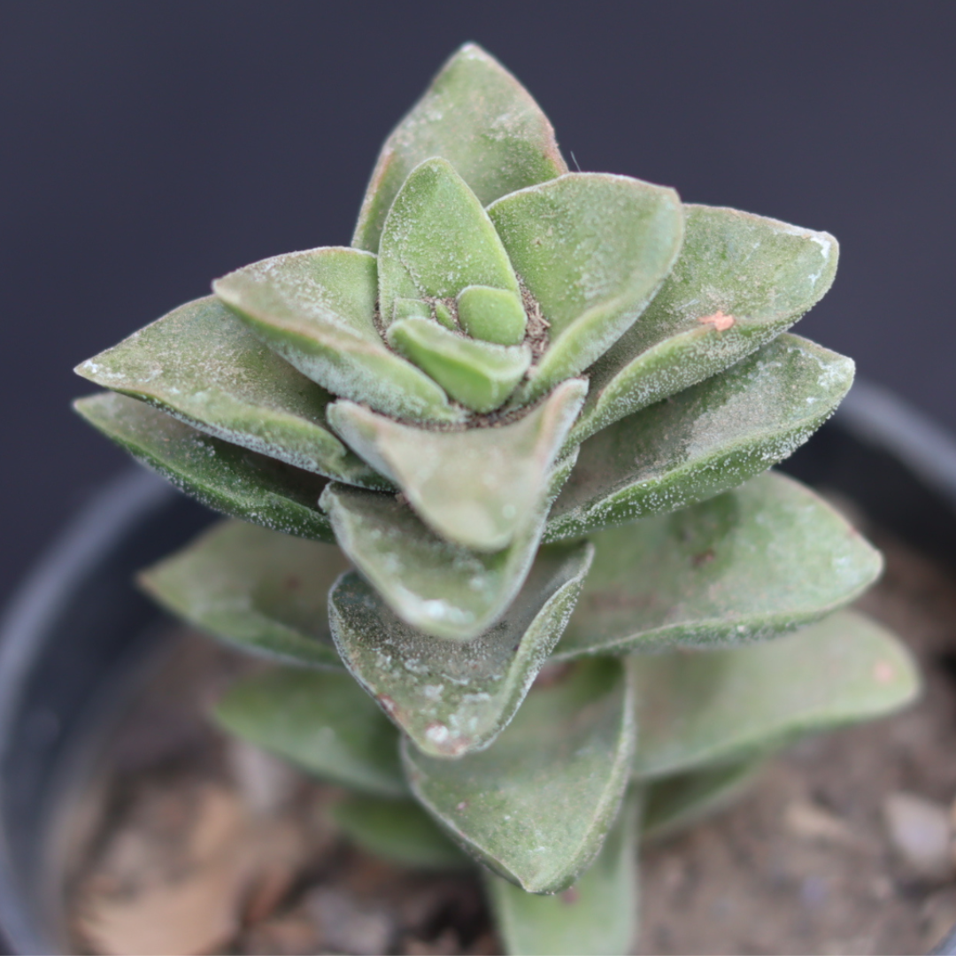 Close-up of Crassula Springtime showcasing its lush, textured green foliage.