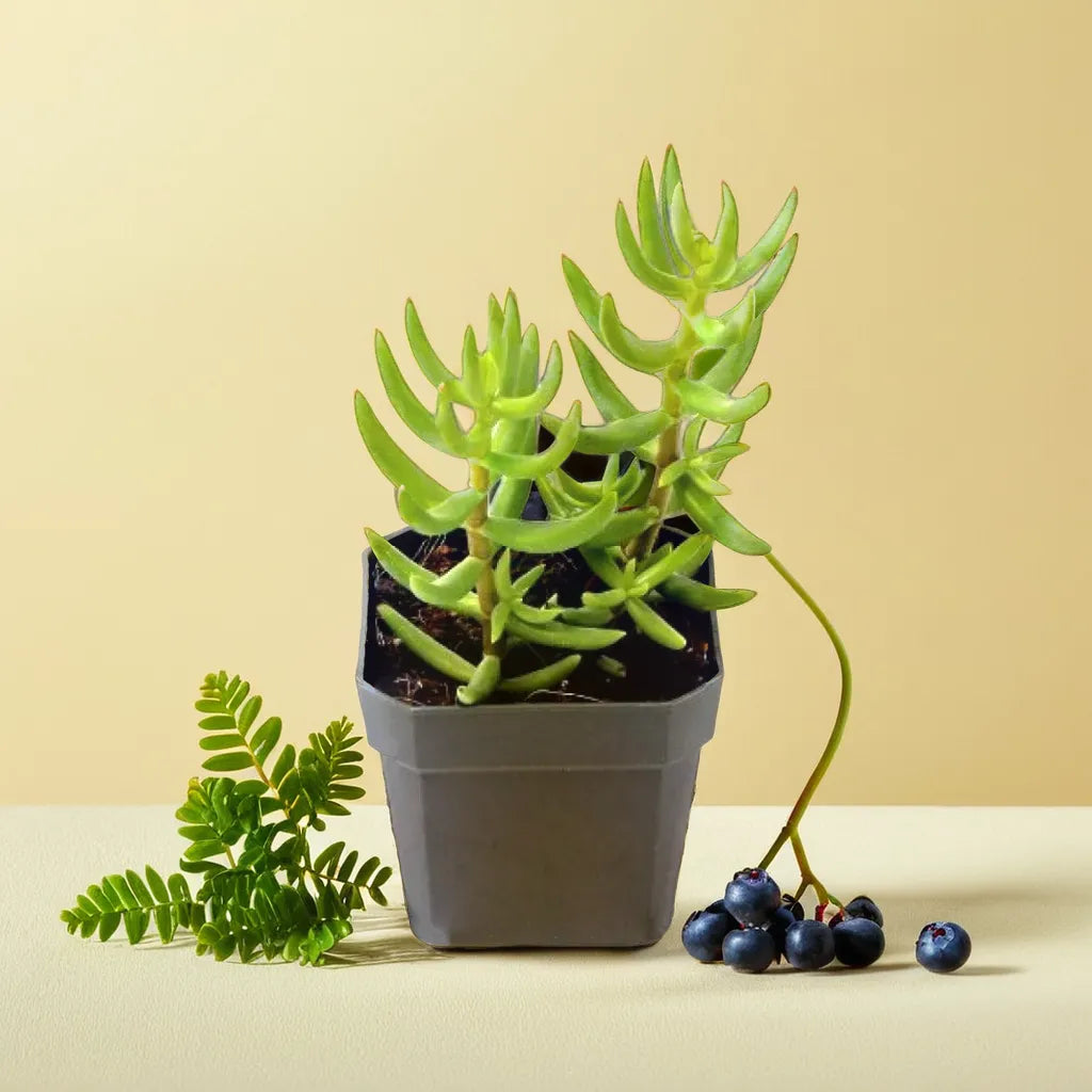 Potted Crassula Tetragona succulent, a standout plant with pine-like foliage, perfect for adding height to any decor