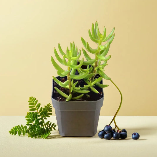 Potted Crassula Tetragona succulent, a standout plant with pine-like foliage, perfect for adding height to any decor