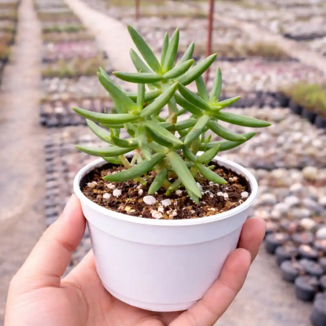 Crassula Tetragona succulent with upright, branching stems covered in narrow, pointed green leaves, creating a miniature pine-tree-like appearance in a white pot.
