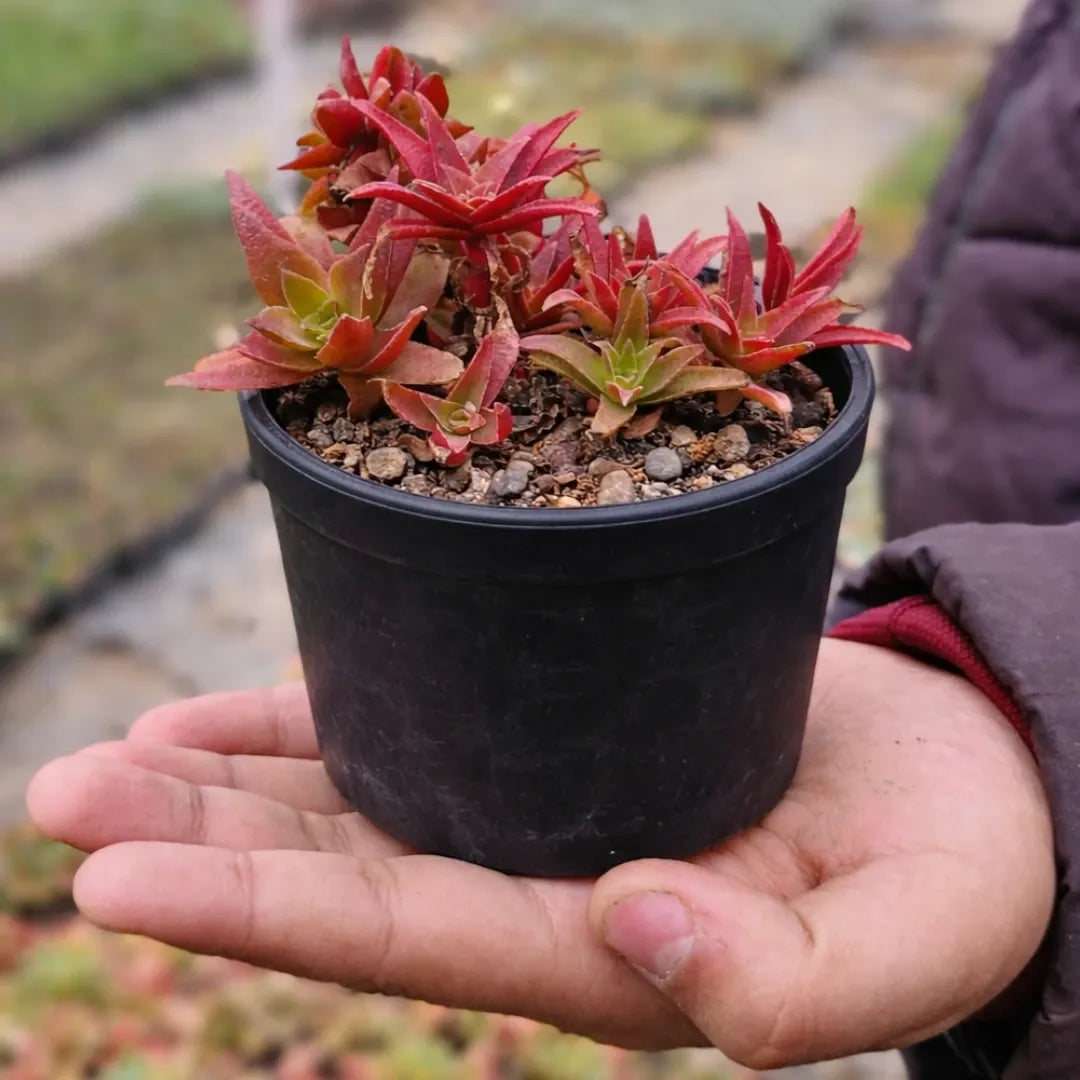 Crassula thyrsiflora succulent with compact red and green pointed leaves growing in clusters in a white pot held in a person’s hand outdoors.